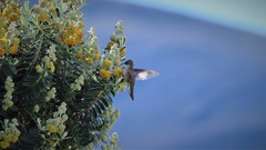 Oreotrochilus estella