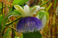Passiflora nitida