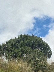 Oreotrochilus chimborazo