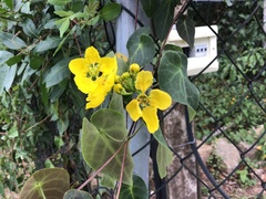 Stigmaphyllon ciliatum