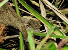 Pristimantis taeniatus