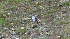 Muscisaxicola rufivertex