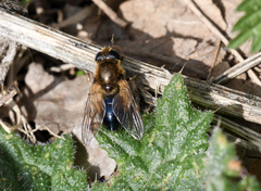 Cheilosia grossa