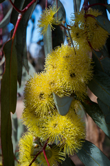 Eucalyptus woodwardii