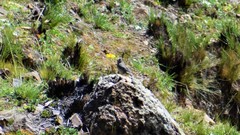 Catamenia