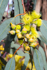 Eucalyptus woodwardii