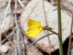 Eulobus californicus