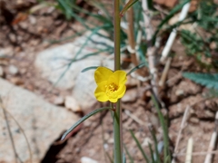 Eulobus californicus