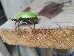 Chrysina