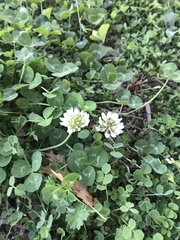 Trifolium repens
