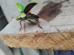 Chrysina