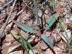 Eulobus californicus