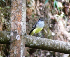 Myiarchus cephalotes