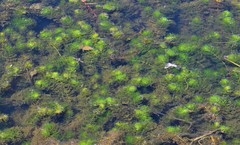 Myriophyllum quitense