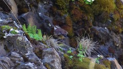 Cinclodes albiventris