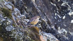 Cinclodes albiventris