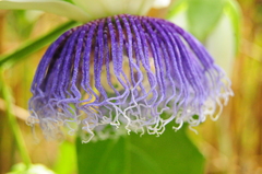 Passiflora nitida