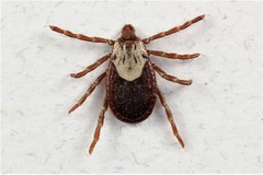 Dermacentor andersoni