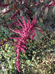 Amaranthus hypochondriacus