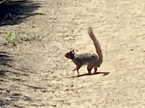 iNaturalist observation photo of California Ground Squirrel