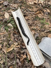 Siren lacertina