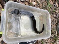 Siren lacertina
