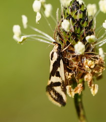 Epithymema incomposita