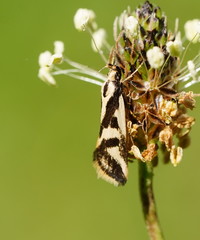 Epithymema incomposita