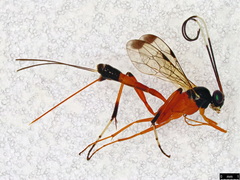 Leptobatopsis mesominiata