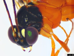 Leptobatopsis mesominiata