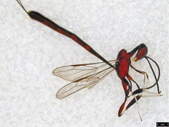 Gasteruption longicolle