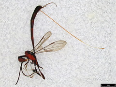 Gasteruption longicolle