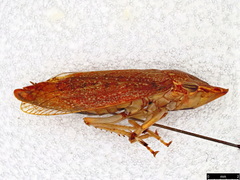Stenocotis depressa