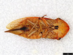 Stenocotis depressa