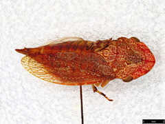 Stenocotis depressa