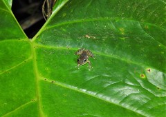 Pristimantis taeniatus