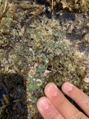 Dictyosphaeria cavernosa