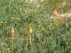 Orobanche densiflora