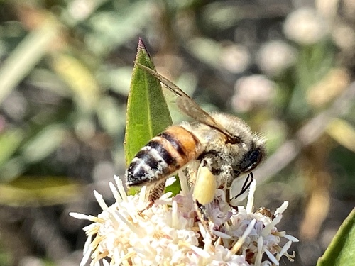 iNaturalist observation photo of Western Honey Bee
