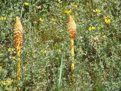 Orobanche densiflora