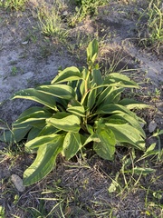 Arnoglossum plantagineum