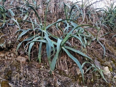 Agave vilmoriniana