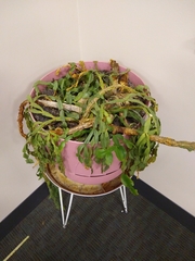 Schlumbergera buckleyi