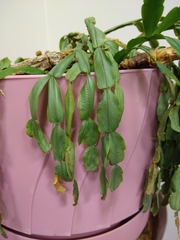 Schlumbergera buckleyi