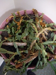 Schlumbergera buckleyi