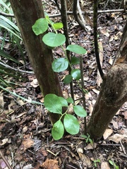 Vaccinium arboreum image