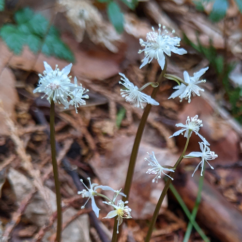 Coptis japonica iNat (2)