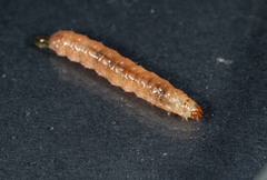 Leucinodes cordalis