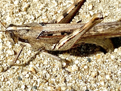 iNaturalist observation photo of Gray Bird Grasshopper