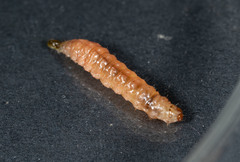 Leucinodes cordalis